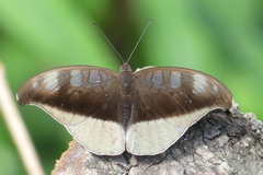 Tanaecia cocytus