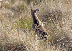 Odocoileus virginianus peruvianus