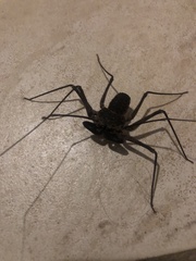 Phrynus whitei