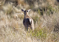 Odocoileus virginianus peruvianus