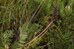 Astragalus laxmannii