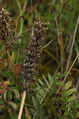 Astragalus laxmannii