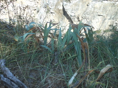 Iris pallida illyrica