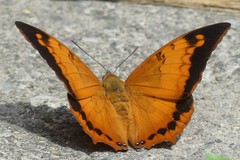 Charaxes