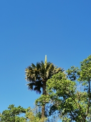 Corypha umbraculifera