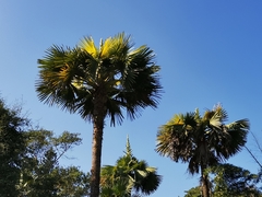 Corypha umbraculifera