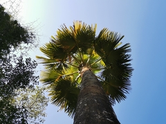 Corypha umbraculifera