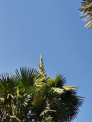 Corypha umbraculifera