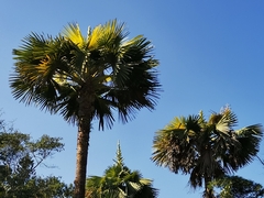 Corypha umbraculifera