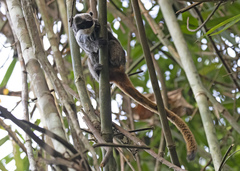 Saguinus imperator subgrisescens