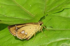 Scobura isota