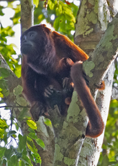 Alouatta