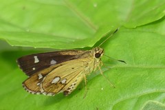 Scobura isota