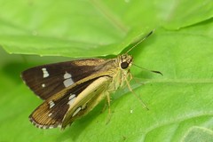 Scobura isota