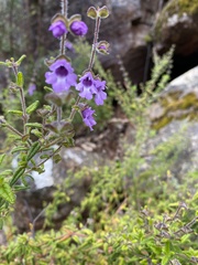 Prostanthera hirtula