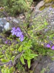 Prostanthera hirtula