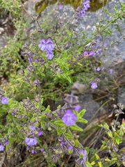 Prostanthera hirtula