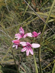 Tritonia flabellifolia