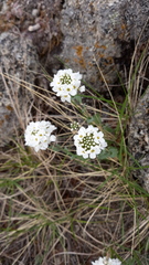 Noccaea cochleariformis