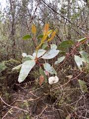 Eucalyptus serraensis