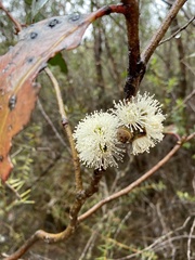Eucalyptus serraensis