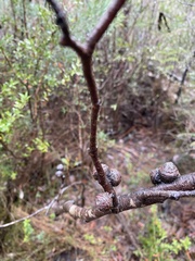 Eucalyptus serraensis