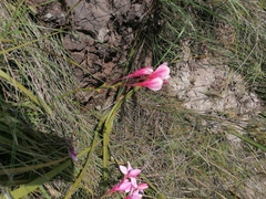 Tritonia flabellifolia