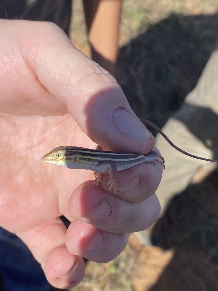 Texas Yellow-headed Racerunner from Hebbronville, TX, US on November 14 ...