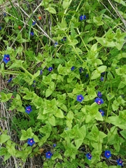Anagallis