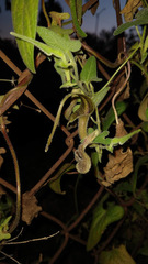 Aristolochia pringlei