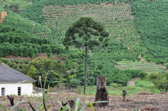 Araucaria angustifolia