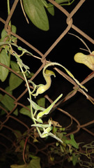 Aristolochia pringlei