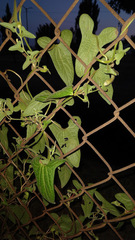 Aristolochia pringlei