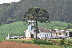 Araucaria angustifolia