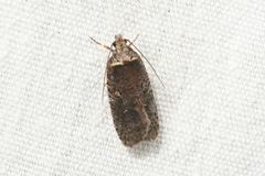 Agonopterix lythrella