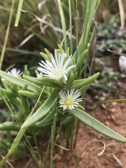 Delosperma herbeum