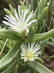 Delosperma herbeum