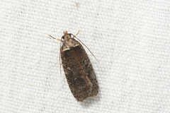 Agonopterix lythrella