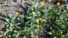 Pilosella flagellaris