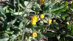 Pilosella flagellaris