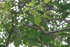 Muscicapa williamsoni