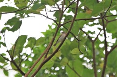 Muscicapa williamsoni