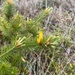 Stenanthera pinifolia - Photo (c) rikef,  זכויות יוצרים חלקיות (CC BY-NC)