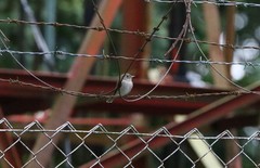 Muscicapa williamsoni