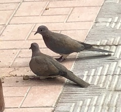Streptopelia senegalensis