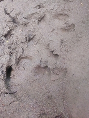 Tapirus terrestris