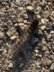 Macrothylacia digramma