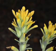 Castilleja foliolosa