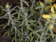 Castilleja foliolosa