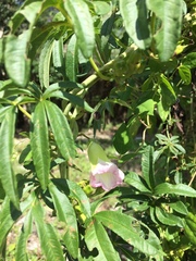 Ipomoea heterodoxa